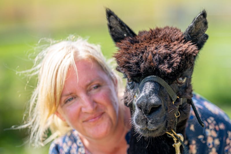 Geronimo the alpaca