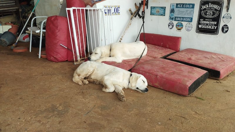 Annabelle Reece said she was desperate to get home to her two golden retriever puppies