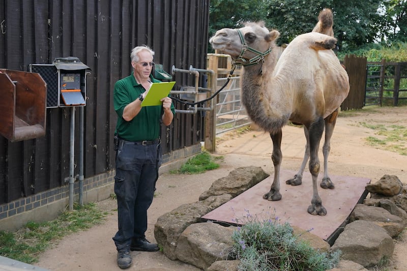 Camel keeper Mick Tiley weighs Neomie during the annual weigh-in at ZSL London Zoo