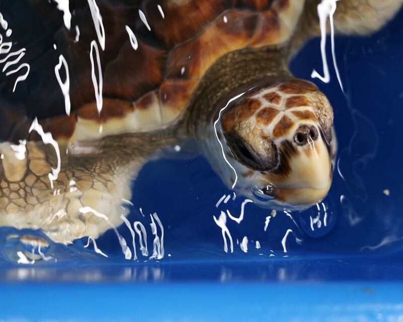 One of the six rare loggerhead turtles found by the crew of a Royal Navy warship after washing up on UK shores