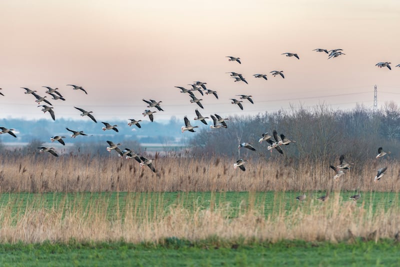 Canada Geese flying into Lunt nature reserve. (Paul Harris/National Trust)