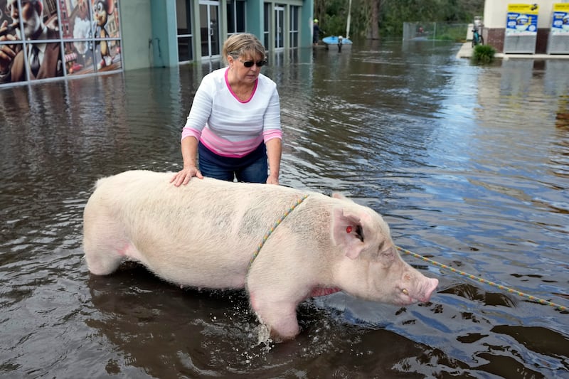 Cindy Evers tries to comfort a pig that was rescued from floodwaters from the Alafia River (Chris O’Meara/AP)