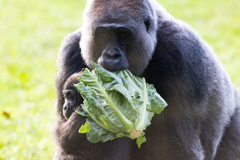 Effie and baby Venus the Western lowland gorillas at London Zoo tucks into a breakfast of vegetables and greens