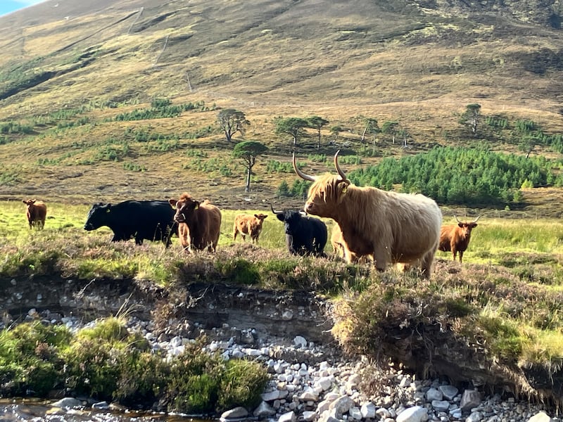 Highland cows at Alladale in Scotland that help to churn up the earth which supports seed planting.(HEIF/European Nature Trust/Gethin Chamberlain)