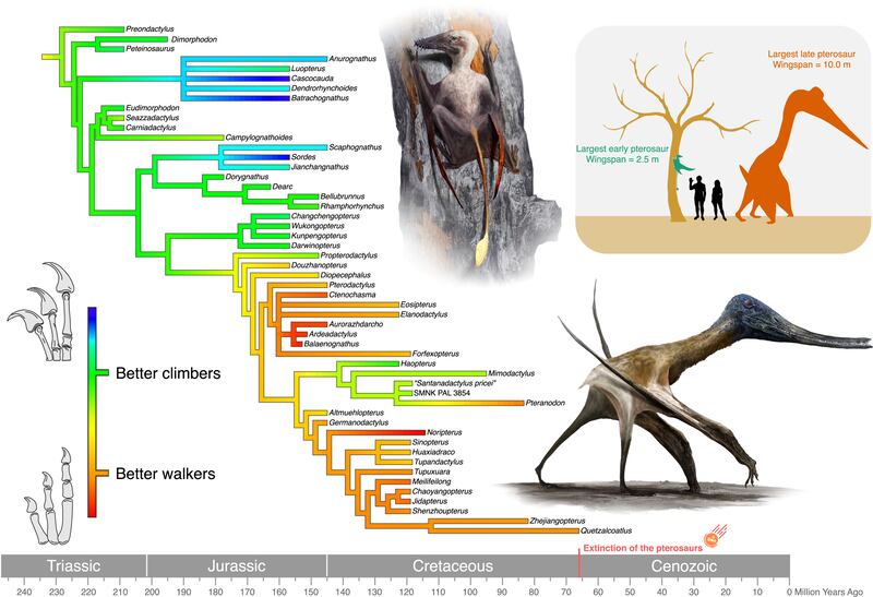 An evolutionary tree illustrating the transformation of pterosaur hands as they adapted from a climbing lifestyle to one suited for terrestrial movement (Rudolf Hima)