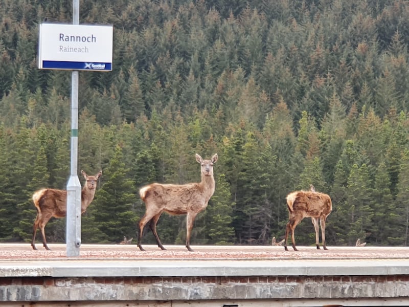 Deer are the most common trespassers, with LNER deploying artificial intelligence to deter them from trespassing on tracks