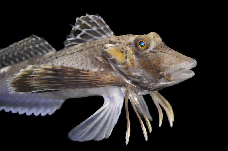 The Prionotus carolinus is a sea robin species with legs that are highly sensitive to touch and can taste prey hidden within the sea floor (Anik Grearson/Current Biology)