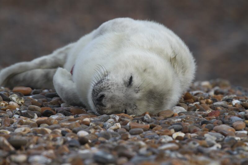 The National Trust has warned against unauthorised access and use of drones, to help protect the seals.