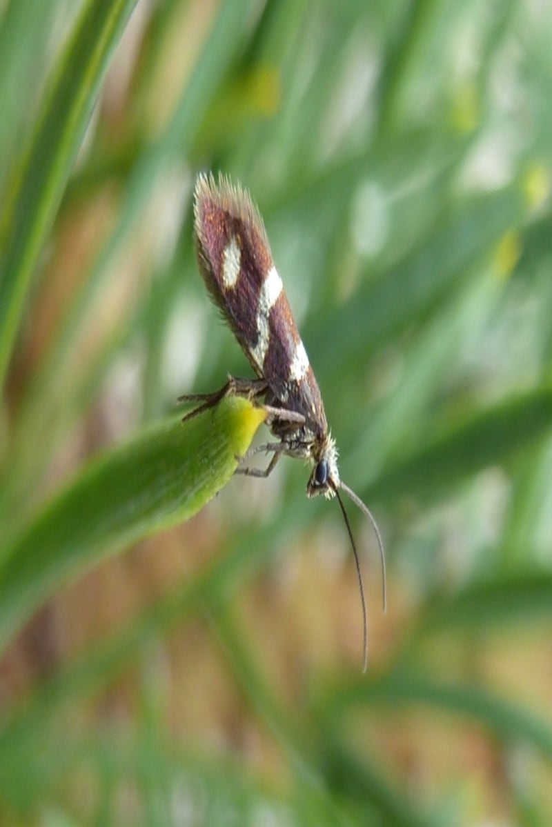 Flying insects that could be caught on number plates include micro-moths