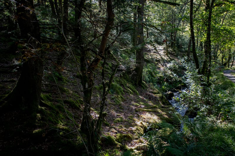 Temperate rainforest on the Morvern peninsula in Scotland is under threat from climate change and invasive species. (HEIF/European Nature Trust/Gethin Chamberlain)