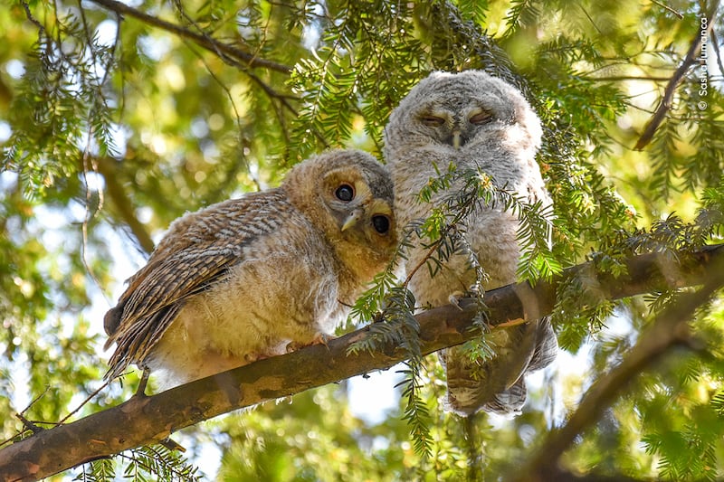 Young photographer Sasha Jumanca finds two tawny owlets curiously watching people walk by in Munich, Germany. (Sasha Jumanca/Wildlife Photographer of the Year).