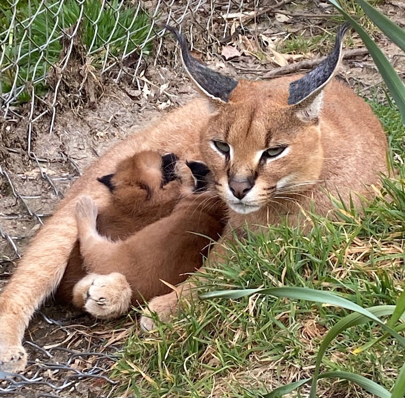 The kittens are already spending time outdoors in the Easter warm weather (Exmoor Zoo/PA).