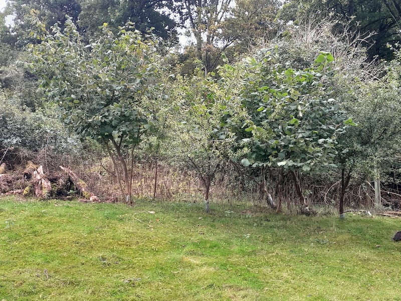 Disease-resistant elm trees have been “thriving” at Lancing College where they were planted three years ago