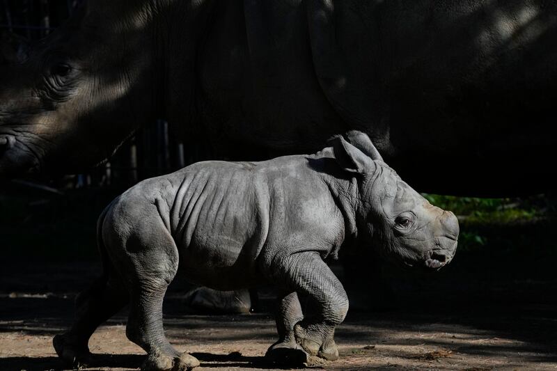 A twelve-day-old rhino called Silverio walks near his mother Hannah during his presentation at the Buin Zoo in Santiago, Chile. The baby rhino’s birth is the third of this endangered species born at the Buin. (AP Photo/Esteban Felix)