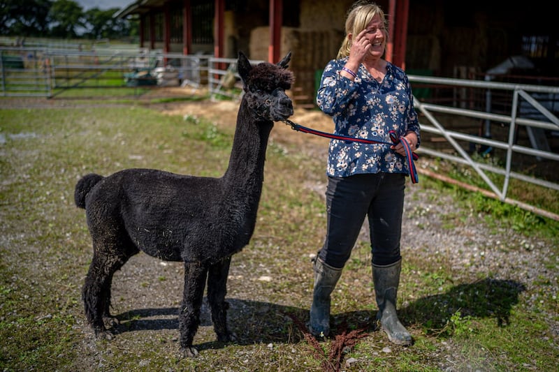 Geronimo the alpaca