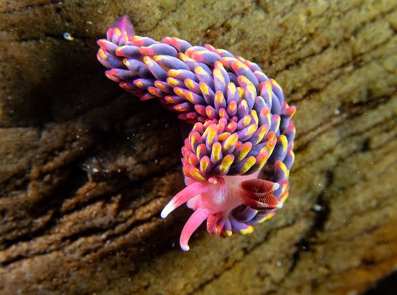 Rainbow sea slug, Wembury pool