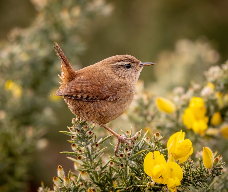 Tiny Bit Tough Wren by Piers Fearick , a runner up in the Wildlife category of the South Downs National Park’s Annual Photo Competition