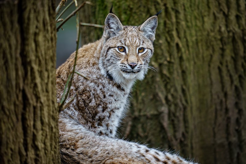 Lynx are usually shy and solitary creatures