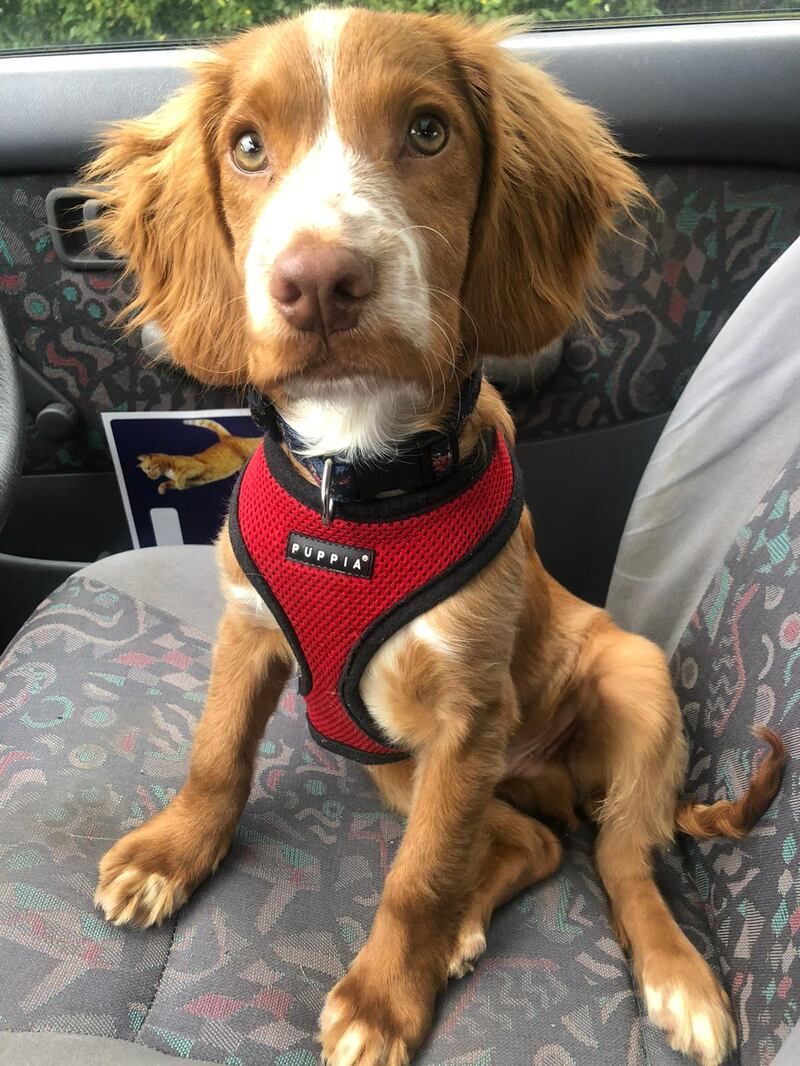 Cocker spaniel Chester was rescued by the RSPCA 