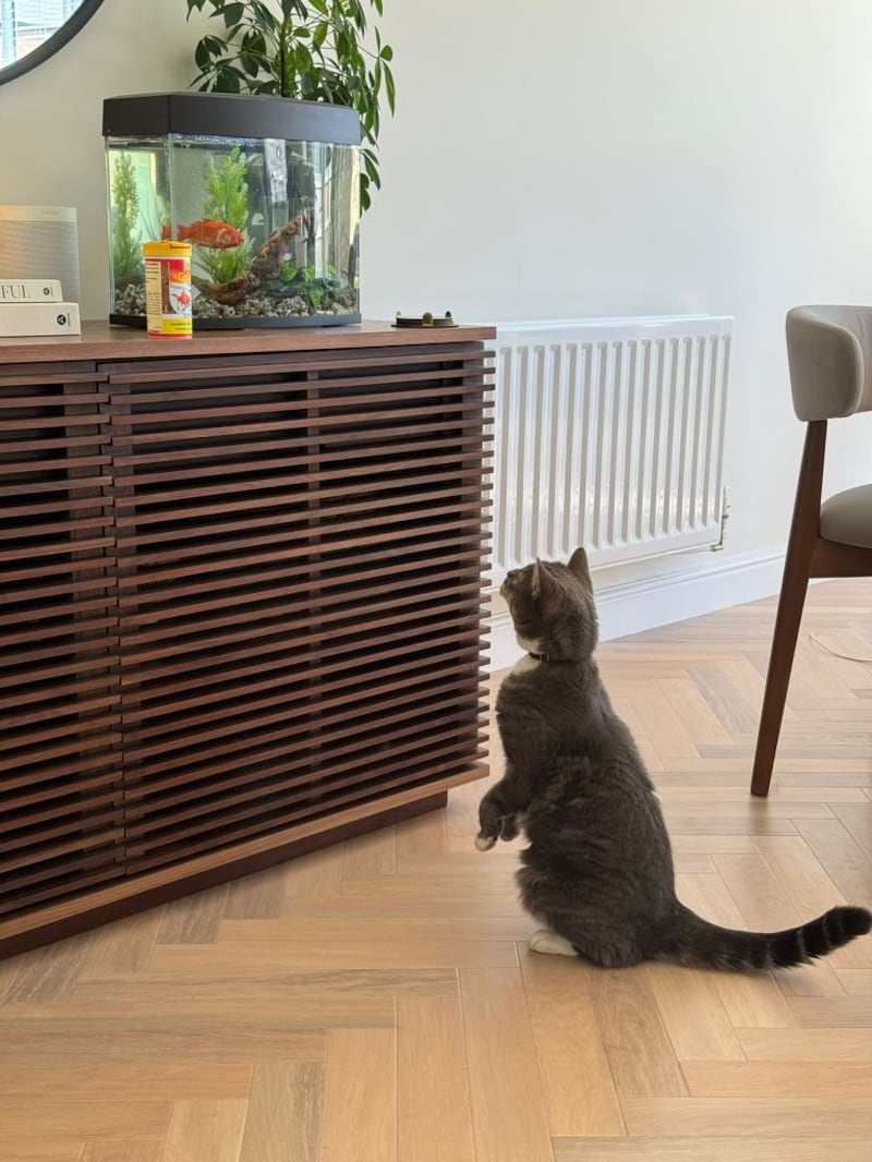 Ben Beska’s cat Willow inspecting the fish in its new tank