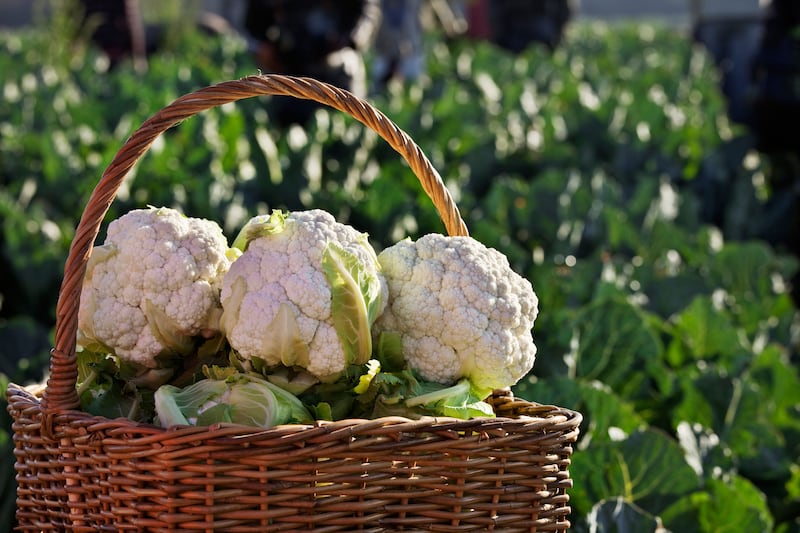 A basket of freshly harvested cauliflowers