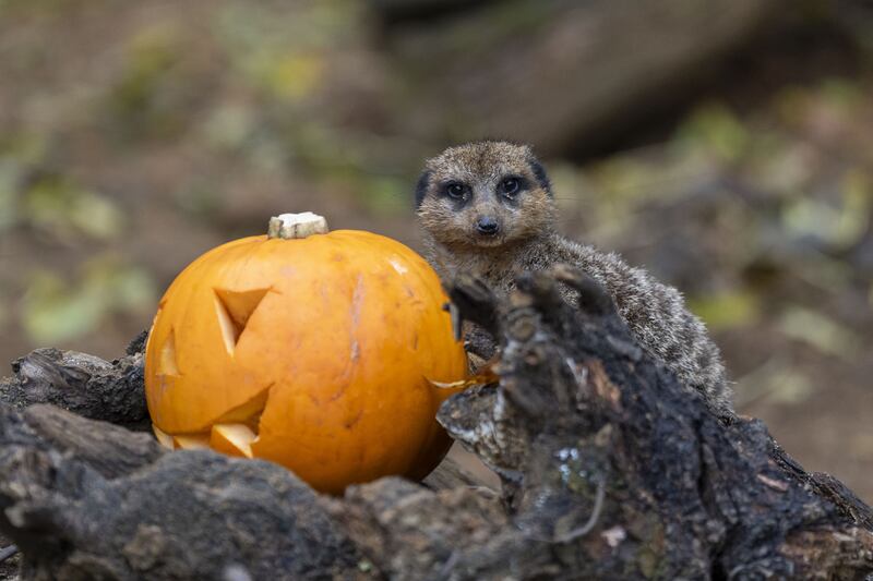 Meerkats at London Zoo get into the Halloween spirit as they enjoyed carved pumpkins