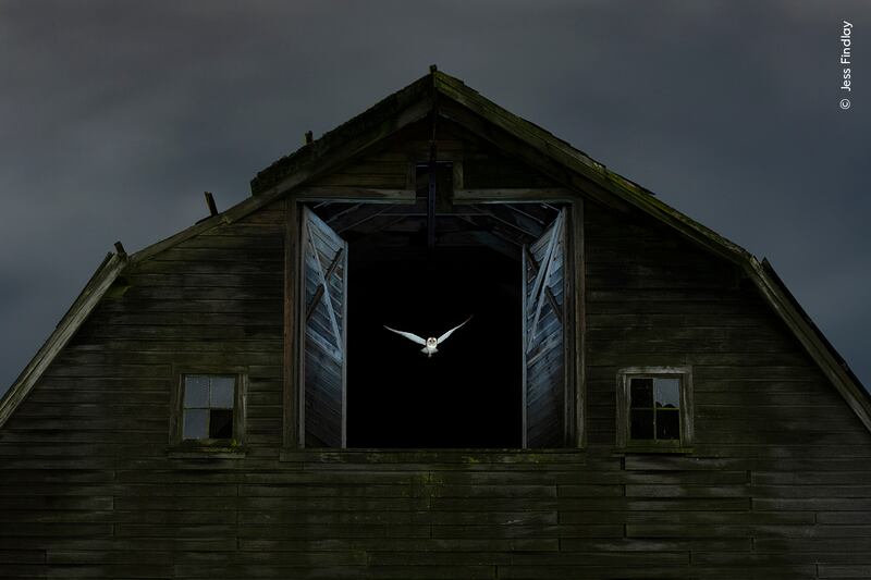 A ghostly barn owl exits the hayloft window of a derelict barn to hunt in fields outside Vancouver, Canada. Jess quietly watched the owl for several nights to understand its habits. (Jess Findlay)