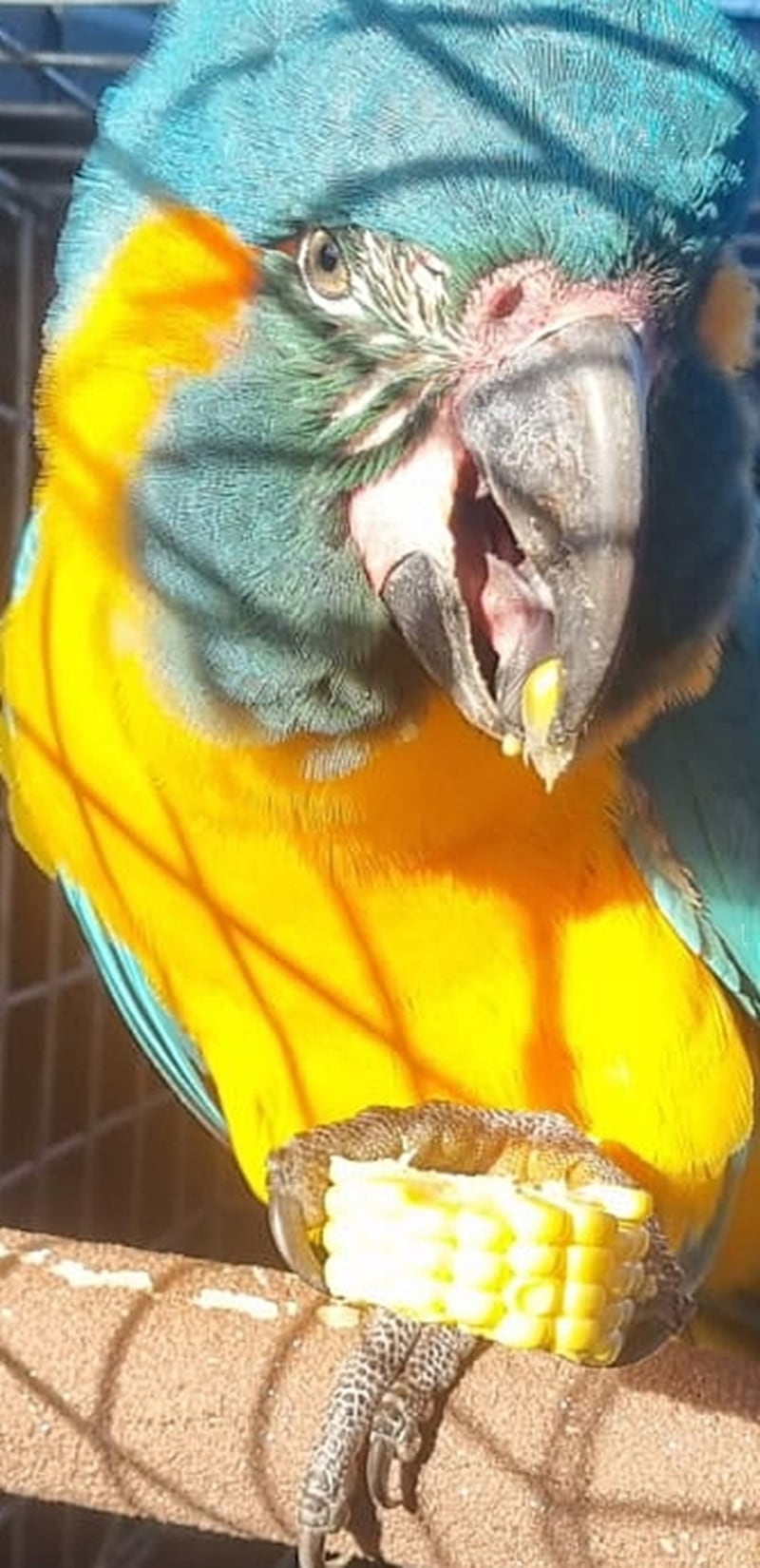 Lily enjoying a favourite snack, back in the care of London Zoo keepers (London Zoo)