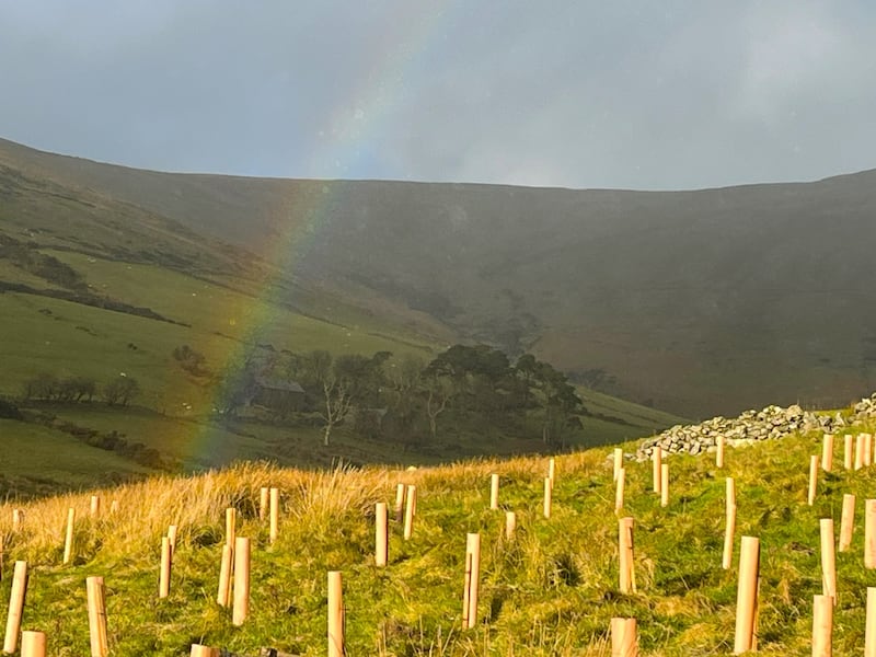 Trees planted at Creg y Cowin on the Isle of Man to restore temperate rainforest