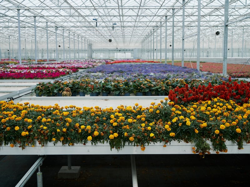 Unwanted marigolds stored at Bridge Farm UK 60-arce greenhouse, soon to be tested by Unilever’s scientists for new fragrances.(Christopher Nunn/Unilever)