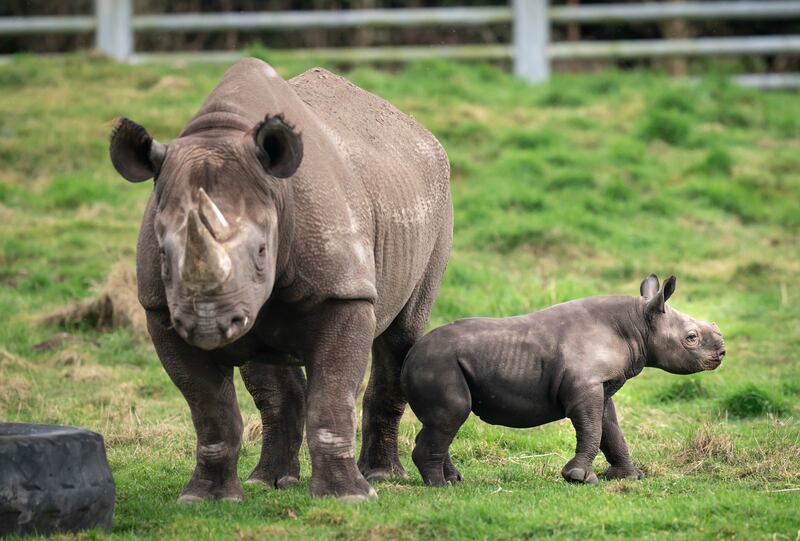 The three-week-old black rhino calf born at the Yorkshire Wildlife Park already weighs 11st 7lbs
