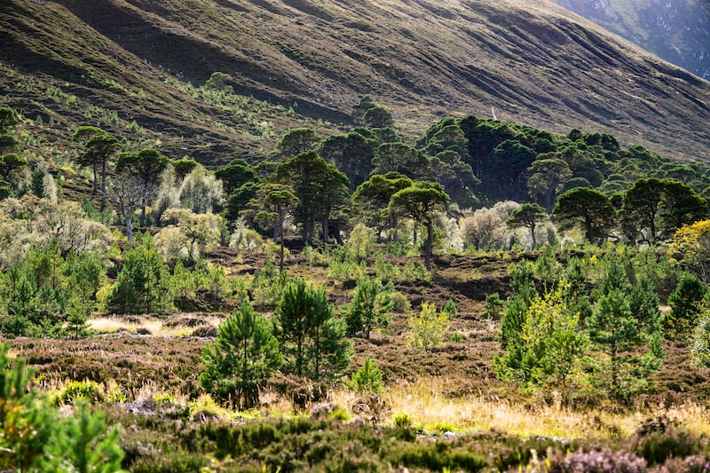 Tree planting and deer culling at Alladale in Sutherland over the last 21 years has transformed the rugged landscape. (HEIF/European Nature Trust/Gethin Chamberlain)