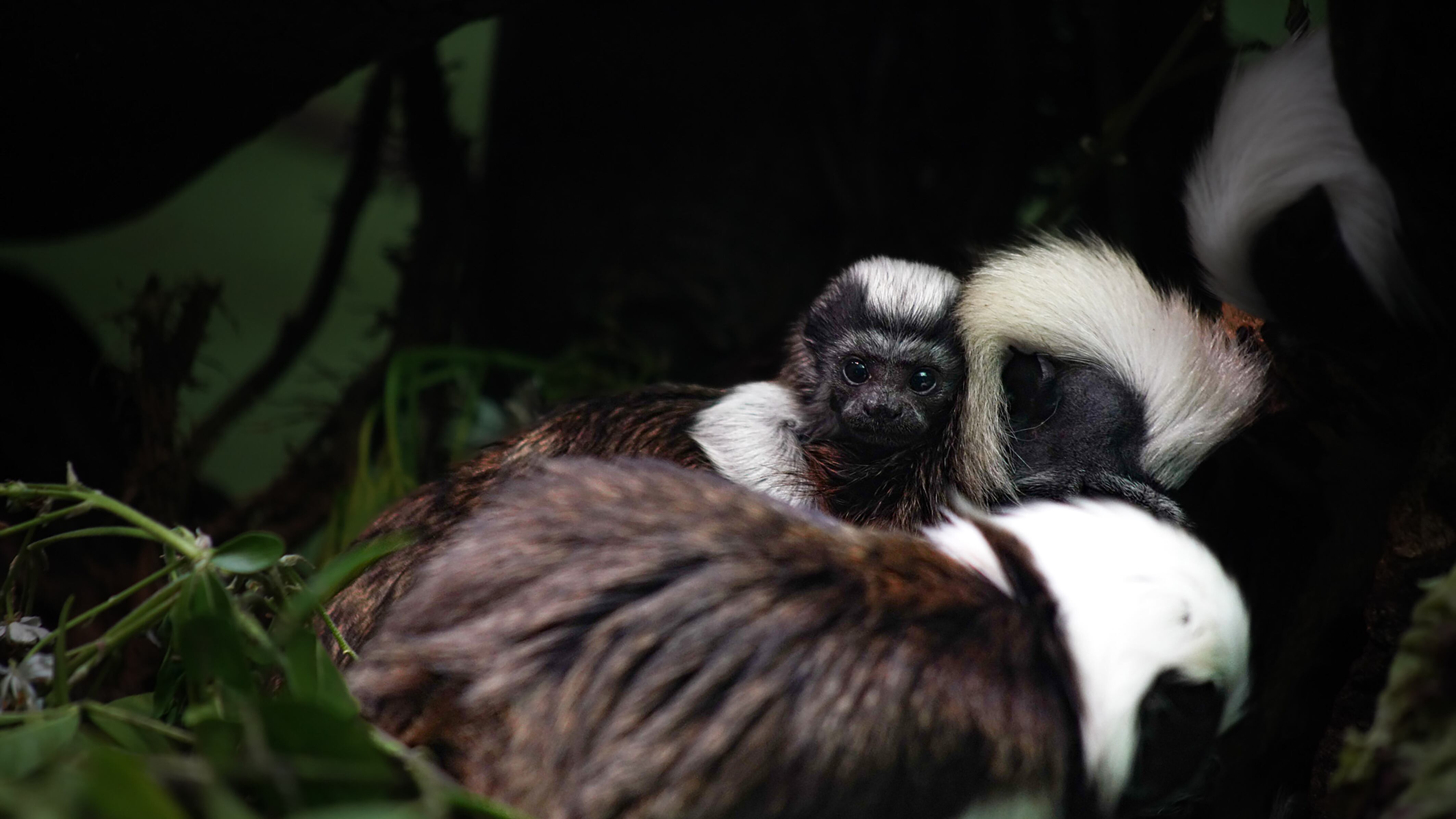 The newborn cotton-top tamarin will be named after an Addams Family character