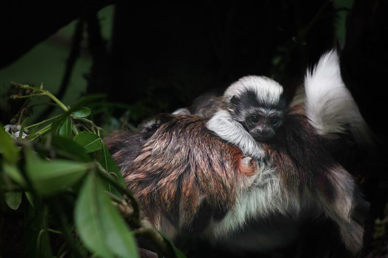 The tamarin will cling to its parents or siblings until it becomes fully independent at around five months old