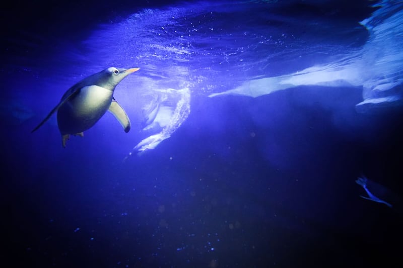 Penguins swimming at the aquarium