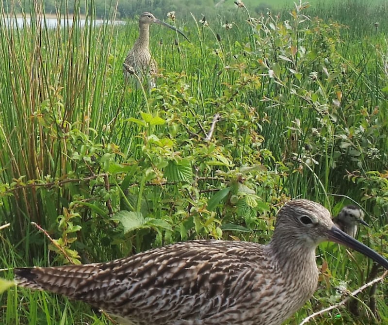 Curlew chick with parents on Trasna Island caught on trail camera.