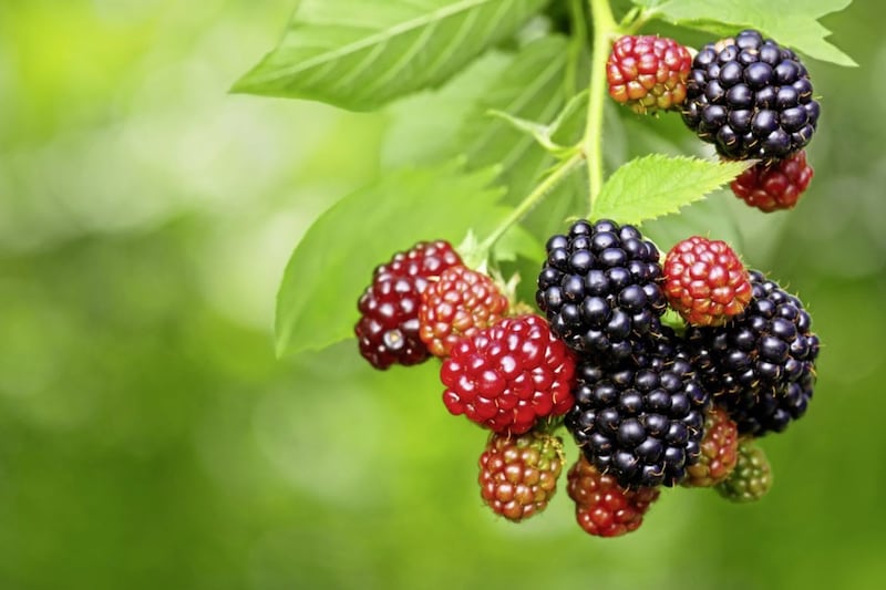 The blackberry is woven into myth and tradition, a potent symbol of changing seasons 