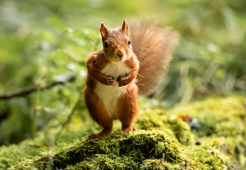 Red squirrel forage ahead of winter as their numbers decline