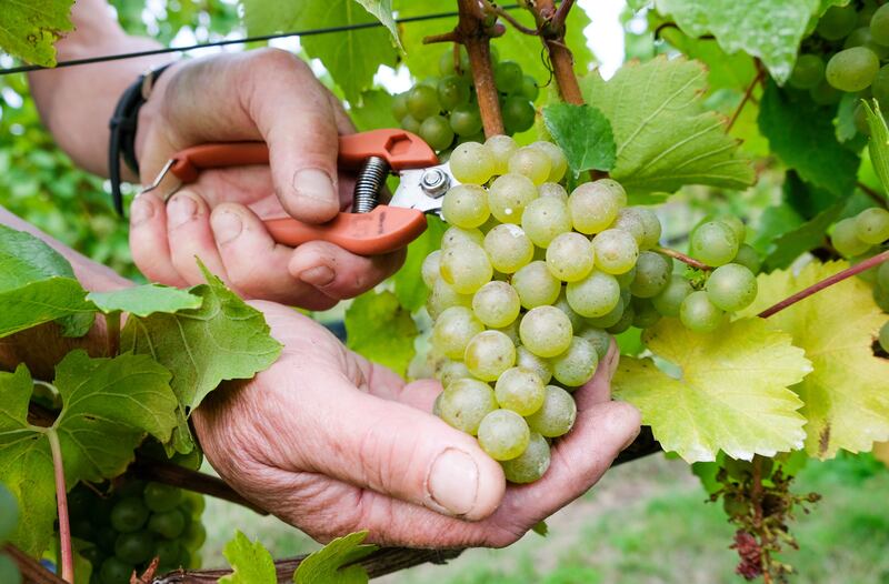 A grape supplier said the trial ‘reflects the strengths of our breeding programmes’