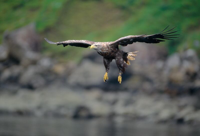 White-tailed sea eagles have returned to the UK