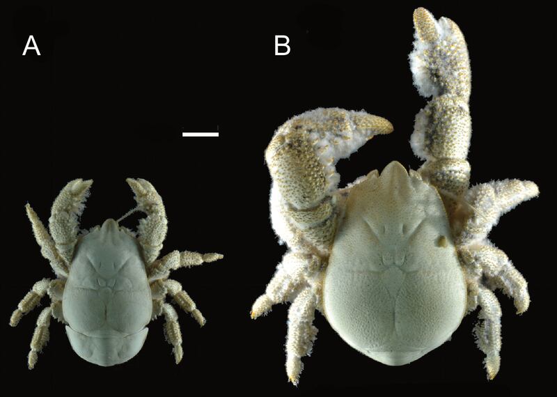 A comparison of the female (left) and male ‘Hoff crab’