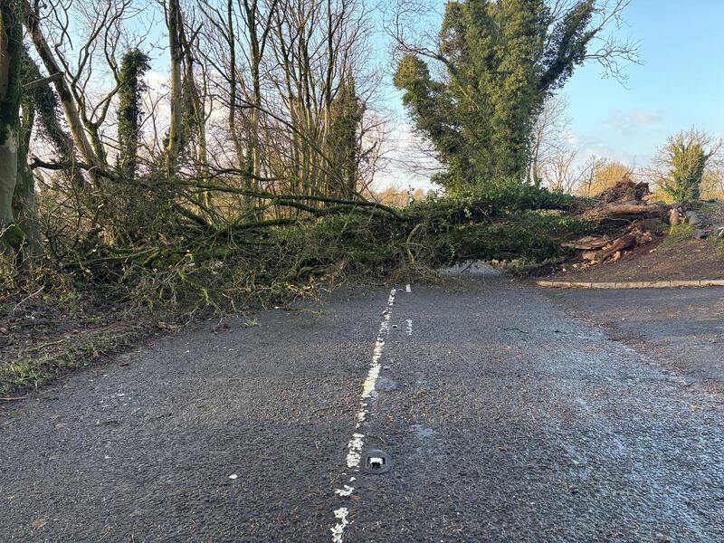 A fallen tree blocks the Seven Mile Straight close to Templepatrick in Co Antrim on Saturday following Storm Darragh