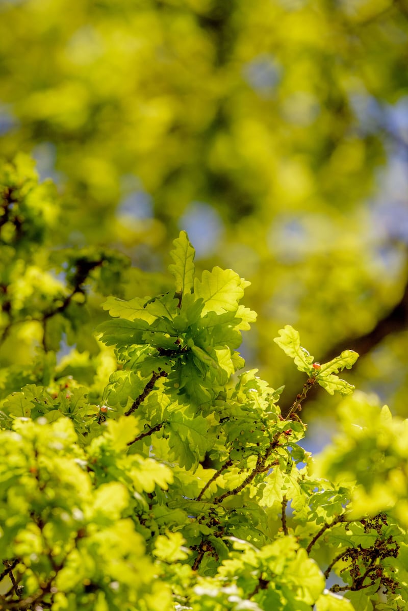 Well-loved trees such as English oak could be vulnerable to climate change