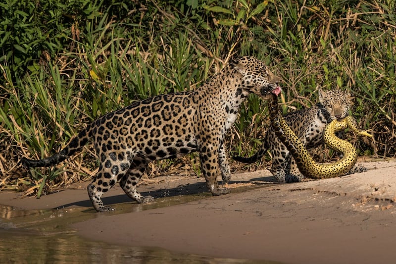 Wildlife Photographer of the Year 2020 winners