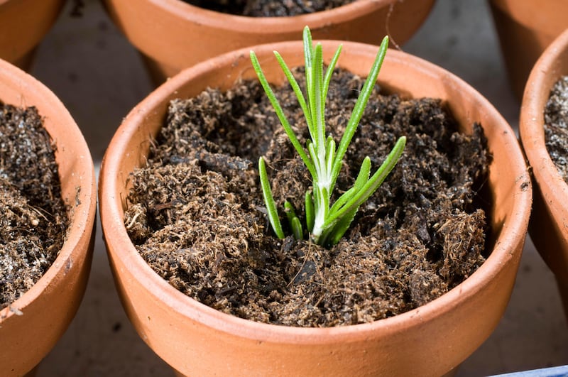 Rosemary can be potted on