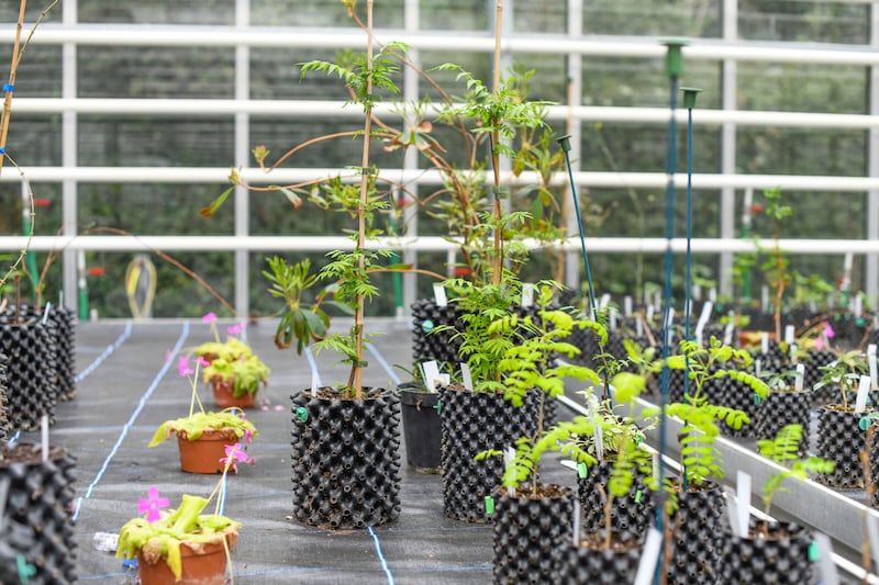 Kew experts are calling for tree planting to take into account the future climate