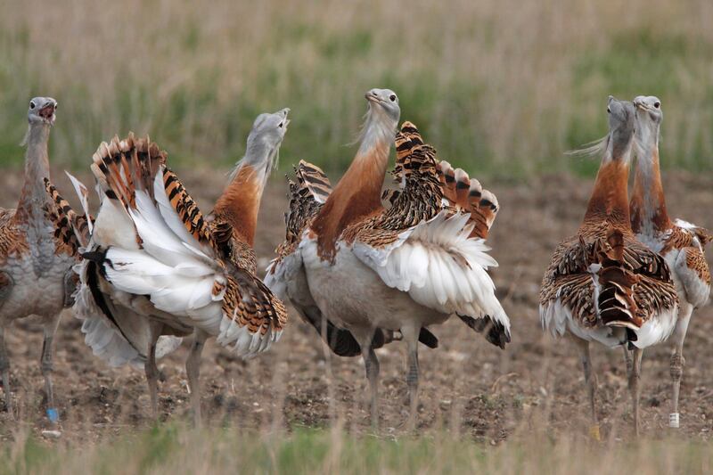 Bustards lekking at Salisbury Plain