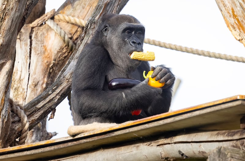 Alika the Western lowland gorilla at London Zoo tucks into a breakfast of vegetables and greens from County Supplies