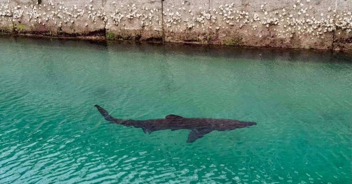 Basking shark spotted off Torquay – The Irish News