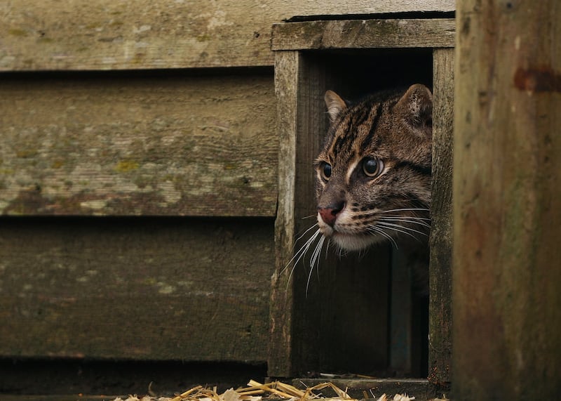 Fishing Cat, Boson, has also been welcomed to The Big Cat Sanctuary